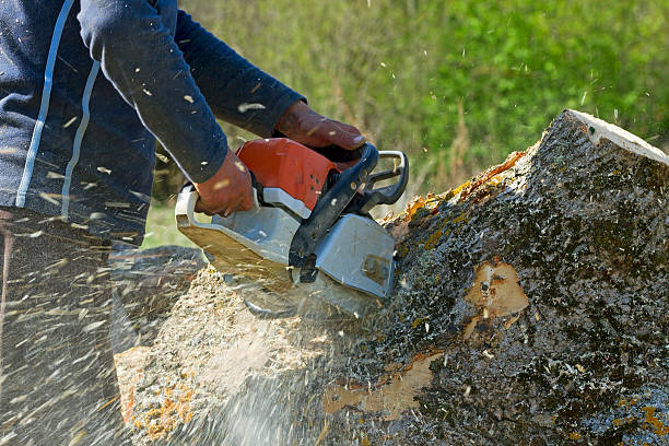 Best Emergency Tree Removal  in Bayshore Gardens, FL