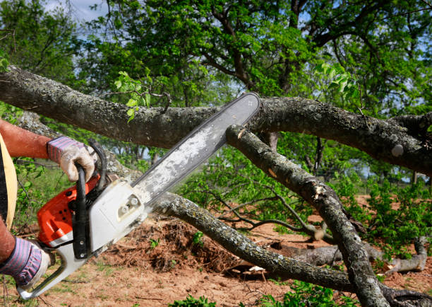 Best Firewood Processing and Delivery  in Bayshore Gardens, FL